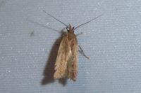 Helcystogramma triannulella