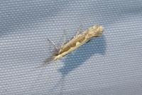 Plutella xylostella