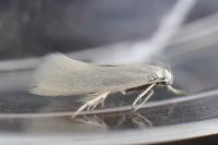 Elachista argentella