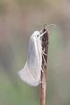 Elachista argentella