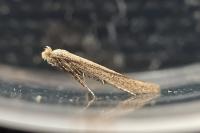 Bedellia