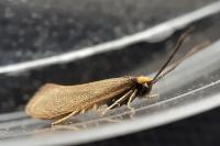 Incurvaria koerneriella