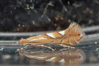 Phyllonorycter belotella