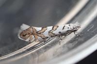 Phyllonorycter