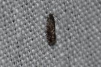 Epinotia immundana