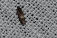 Epinotia immundana