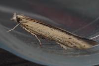 Batrachedra enormis