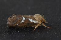 Korscheltellus lupulinus