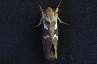 Korscheltellus lupulinus