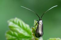 Adela reaumurella