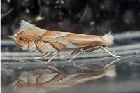 Phyllonorycter distentella
