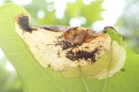 Dyseriocrania subpurpurella