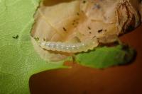 Dyseriocrania subpurpurella