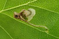 Eriocrania salopiella