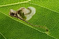 Eriocrania salopiella