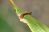 Coleophora serratella