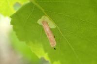 Coleophora serratella