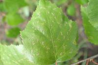 Incurvaria pectinea