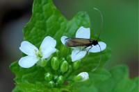 Cauchas rufimitrella