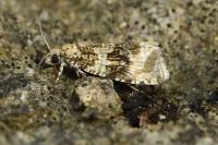 Celypha lacunana