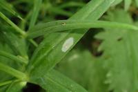 Coleophora solitariella