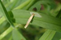 Coleophora solitariella