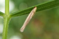 Coleophora solitariella