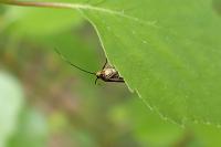 Roeslerstammia erxlebella