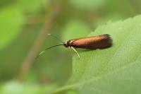 Roeslerstammia erxlebella