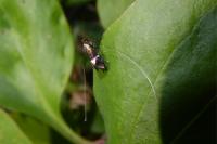 Adela australis