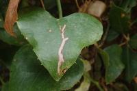 Acrolepiopsis vesperella
