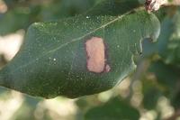 Phyllonorycter messaniella