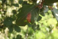 Phyllonorycter messaniella