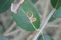 Rosetea rosetella