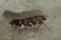 Vulcaniella grabowiella