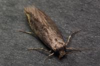 Opogona omoscopa