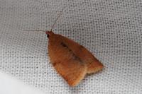 Clepsis consimilana