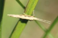 Plutella xylostella