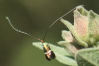 Adela australis