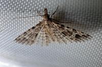 Alucita hexadactyla