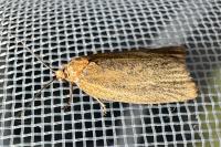 Clepsis unicolorana