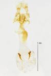 Caloptilia robustella