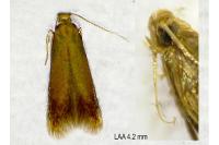 Tischeria ekebladella