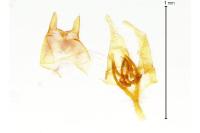 Tischeria ekebladella