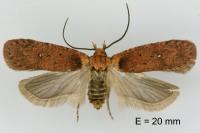 Agonopterix ferulae
