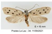 Ethmia dodecea