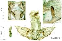 Agonopterix rotundella