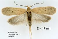 Agonopterix rotundella