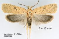Agonopterix nanatella
