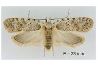 Agonopterix cadurciella